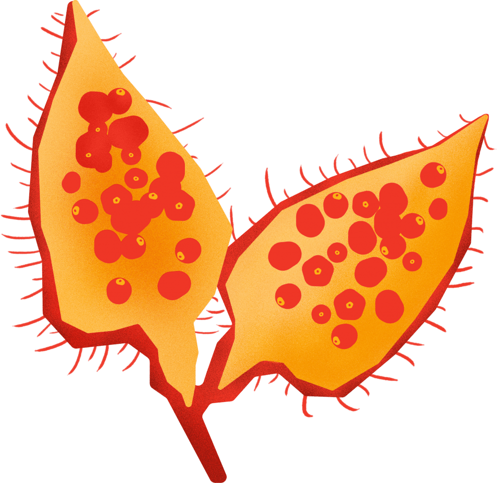 Urucum